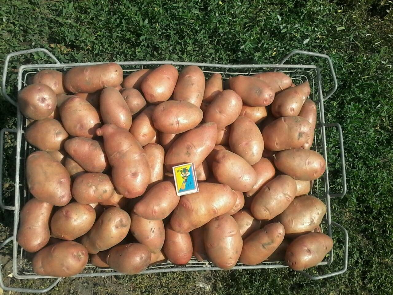 Вега сорт картофеля характеристика фото Вега сорт картофеля характеристика фото