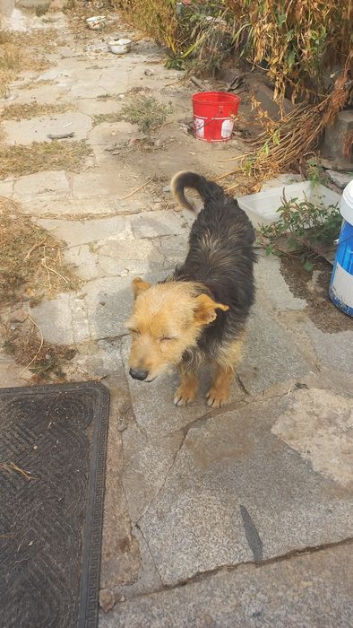 Cães meigos para doar
