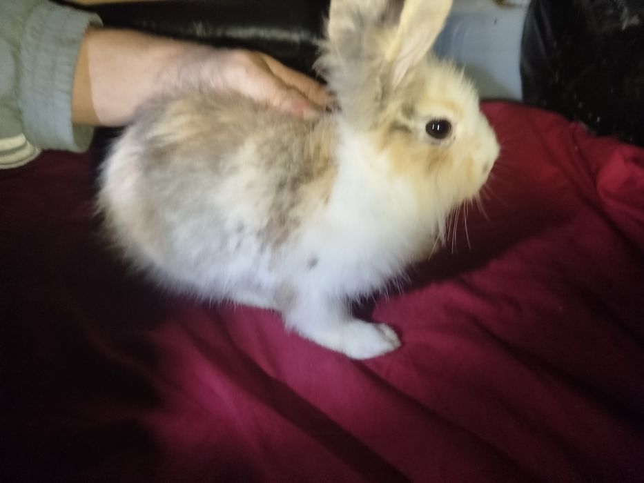 Miniatury króliczków angora