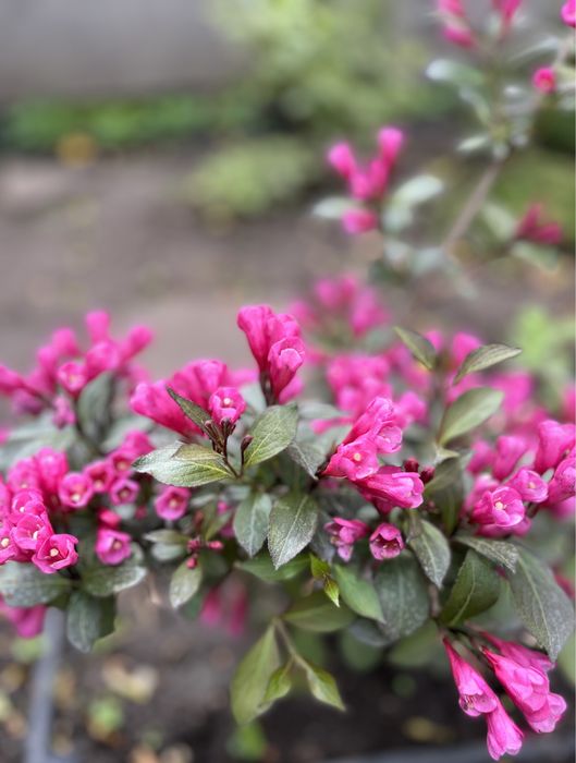 Вейгела , многолетник