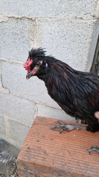 Galos de raça excelente qualidade- Pedrês Portuguesa, Olive Egger, Cream Legbar, Leghorn