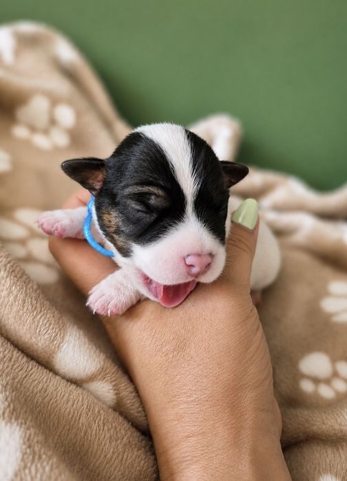 Jack Russell Terrier ZKwP gładkowłose szczenięta
