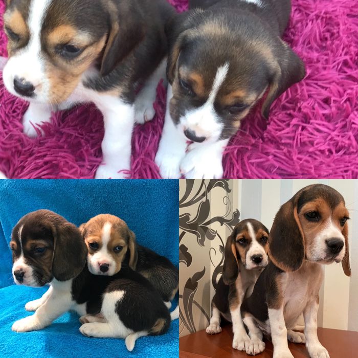 Дорослий бігль,кабель,сука,закохана пара