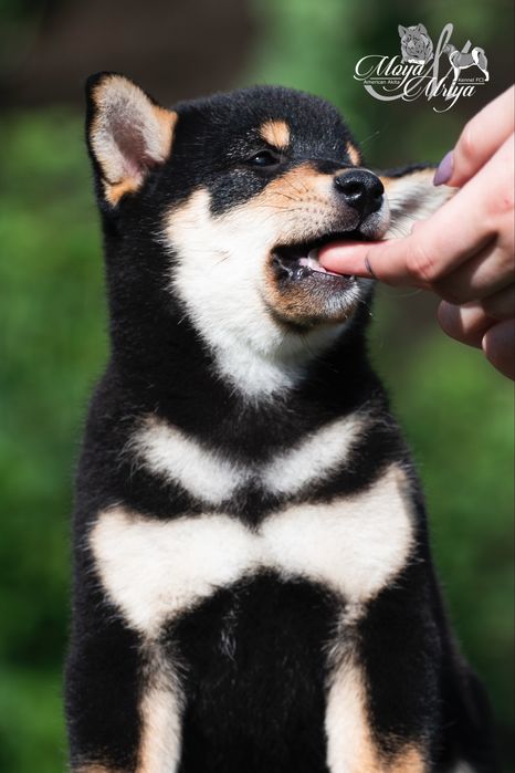 Шиба іну / шиба ину / shiba inu