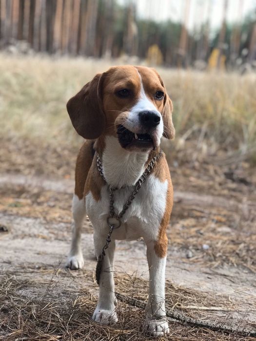 В’язка бігль