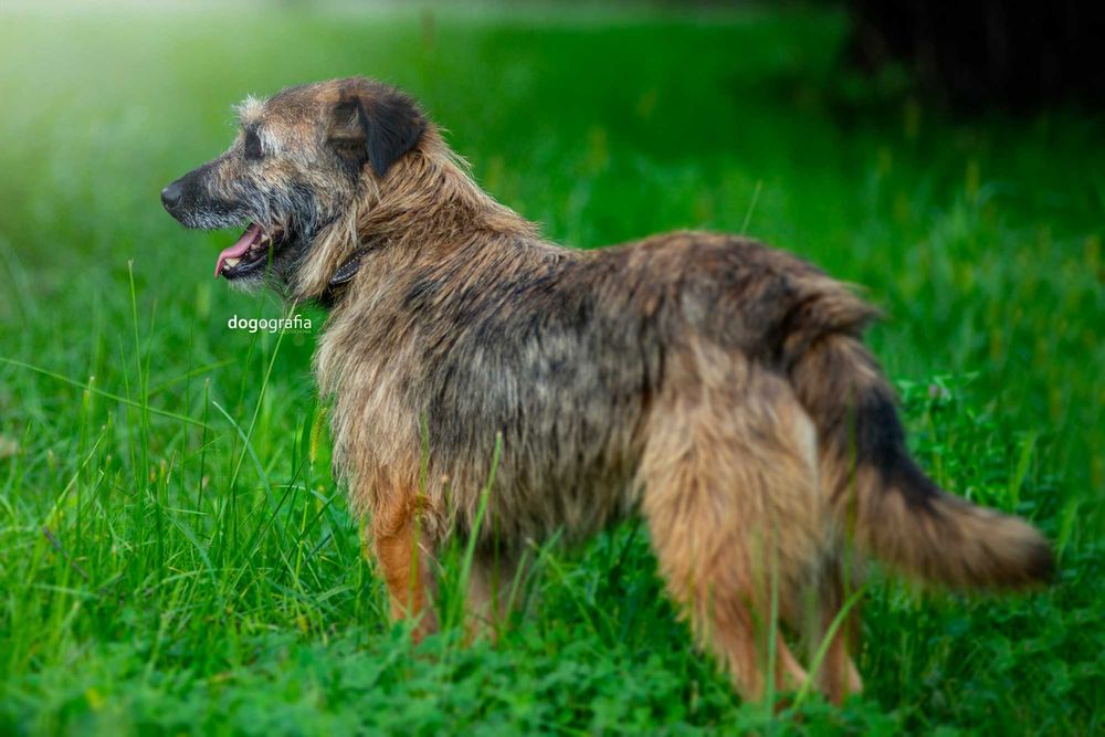 Timo czeka na dom...