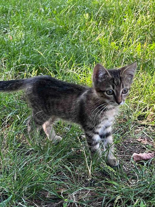 Кошенята шукають дім!