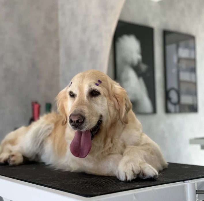 Golden retriver para adoção