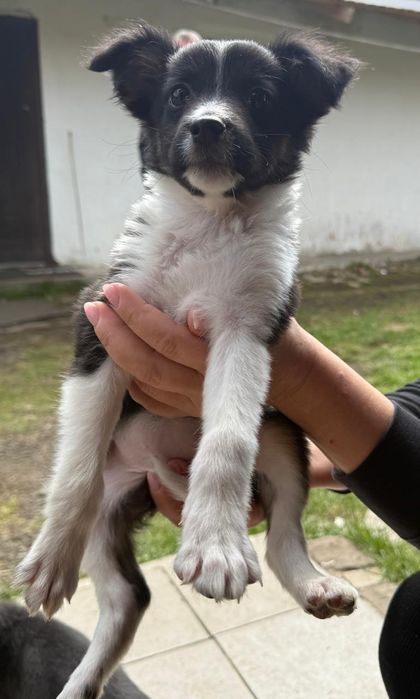 Цуценя в добрі руки ( безкоштовно )