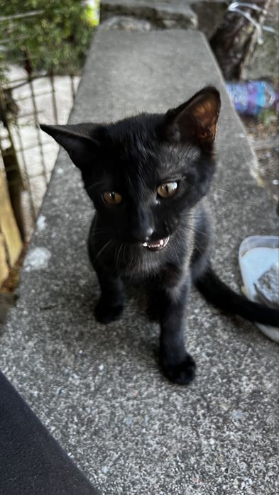 Gatinhos para adoção.