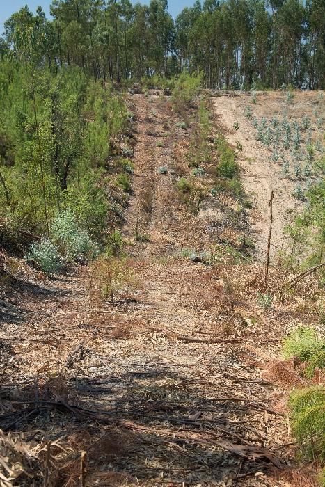 Vendo 5600 m2 em Abrantes