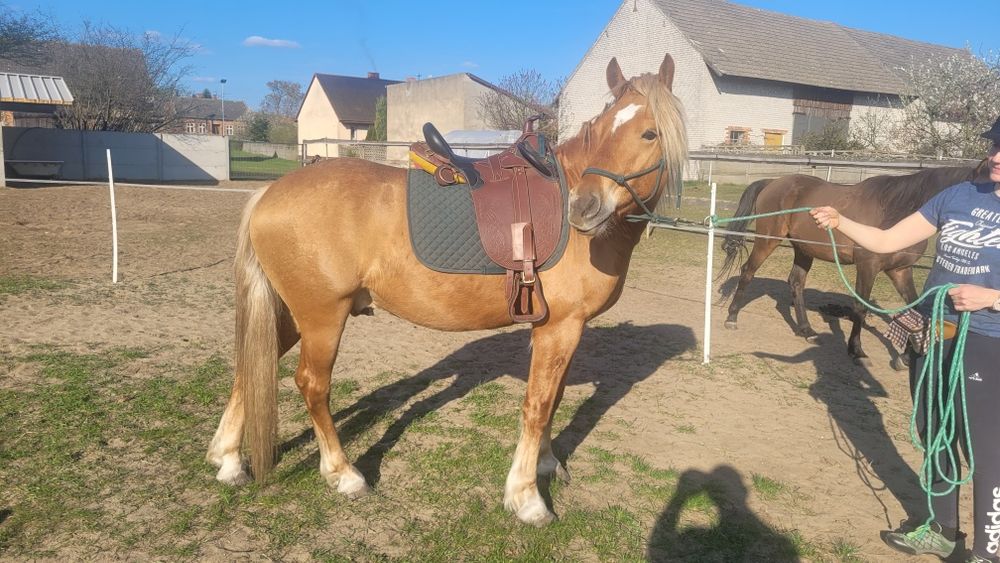 Koń   Haflinger  okazja