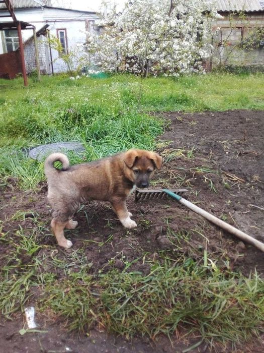 Щеноки-мальчики (2 месяца)