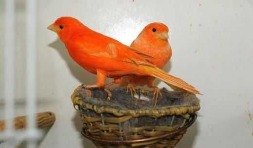 Kanarki czerwone,mozaika biała,mozaika czerwona,kasztan