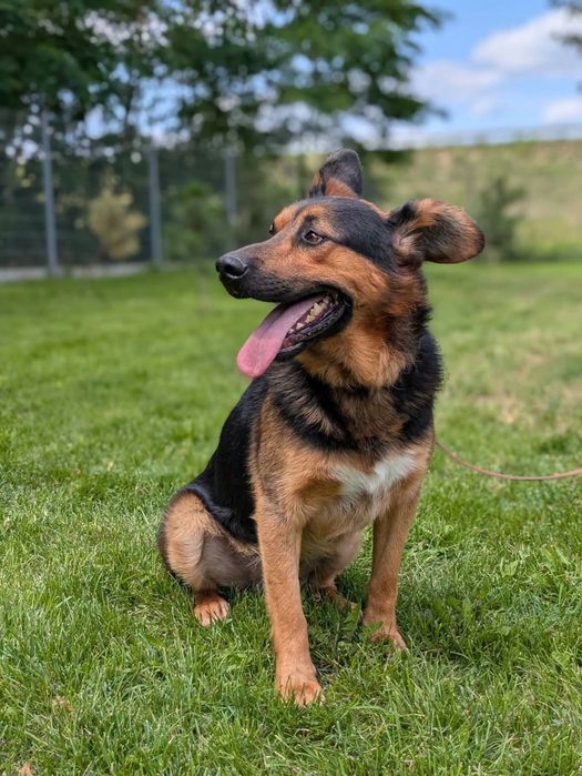 Tomsen wielkouchy psiak do adopcji