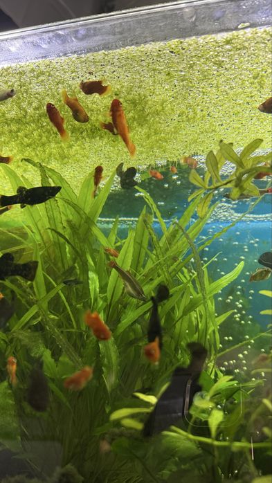 Planta flutuante para aquario - lentilha-d'água (Lemna sp.)