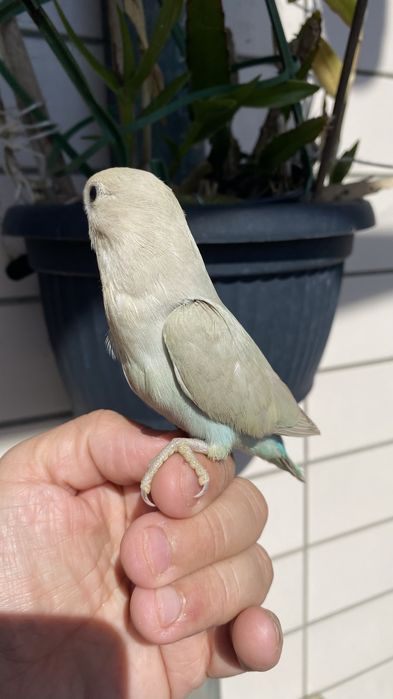Agapornis domesticado