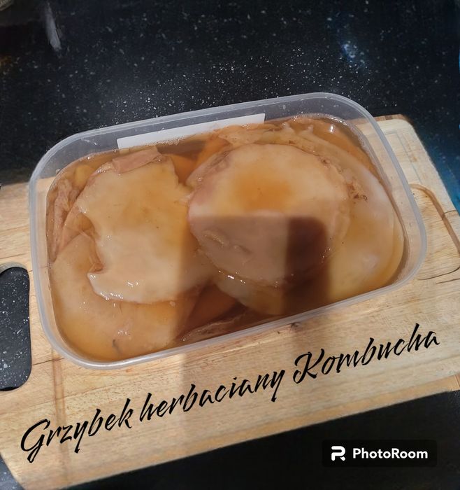 Grzybek Kombucha
