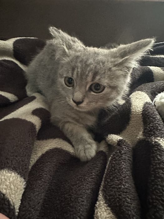 Продаю котиків в добрі руки