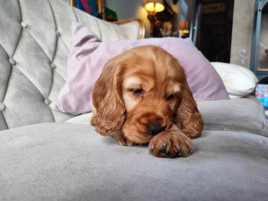 Cocker Spaniel Angielski  - ostatnia sunia,  pełny rodowód ( ang )