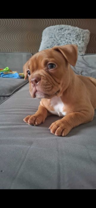 Булли покет девочка киев