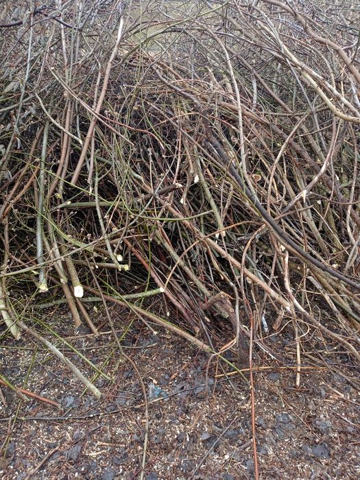 Oddam za darmo na opał