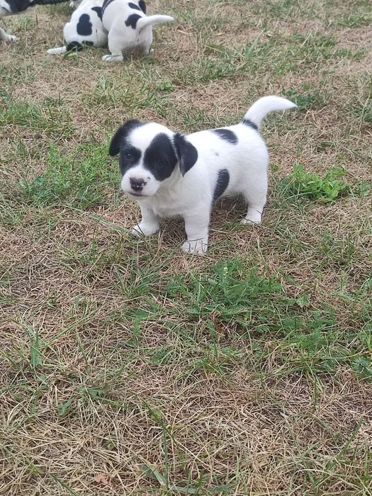 Jack Russell terrier