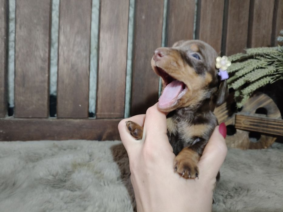 Teckel kaninchen menina com lop