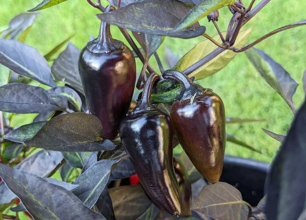 10 Sementes de Count Dracula (pimenta rara)