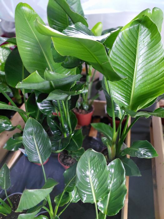 Strelitzia nicolai, Strelicja biała 100 - 120cm WYSYŁKA