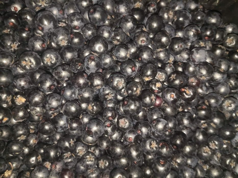 Aronia świeża naturalna ECO 1 kg