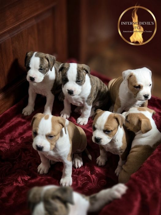 Już są!  Szczenięta Amstaff American Staffordshire Terrier ZKwP FCI - Zapowiedź miotu
