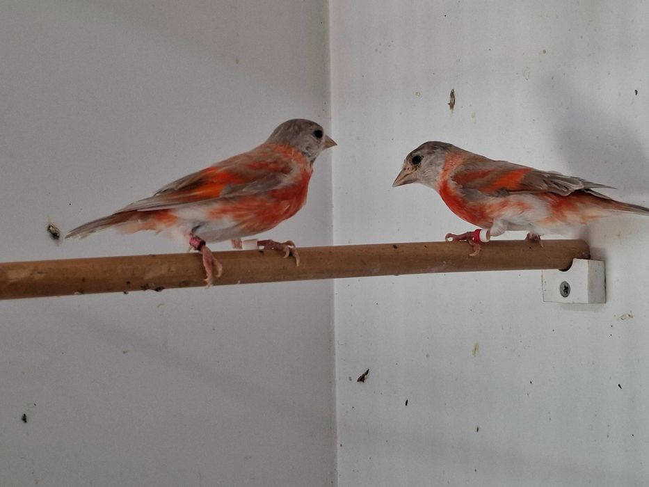 Magelanicos & cardinalitos