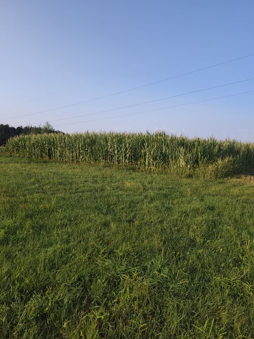 Kukurydza na pniu 1,5ha