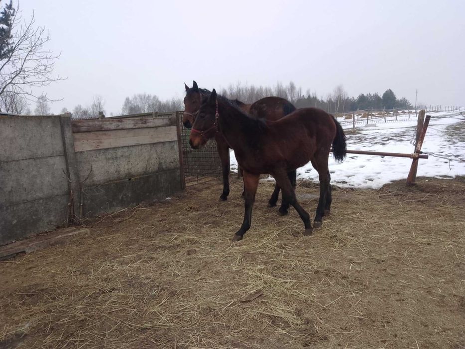 *Sprzedam Klacz Śląską* 7 miesięcy*księga wstępna!