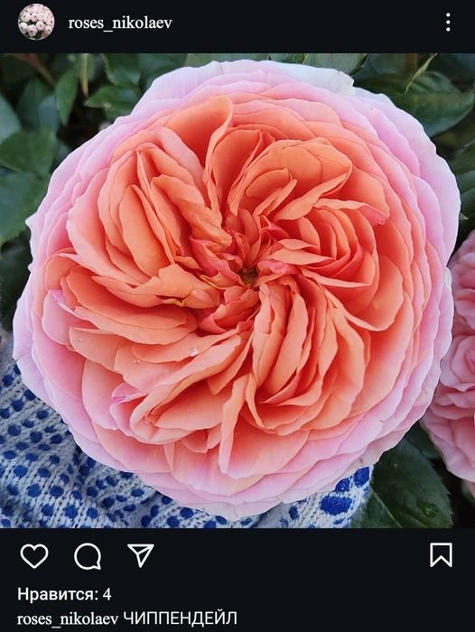 Саженцы Троянд набор из 5 штук