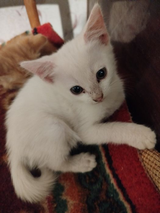 Кошенята шукають люблячу родину