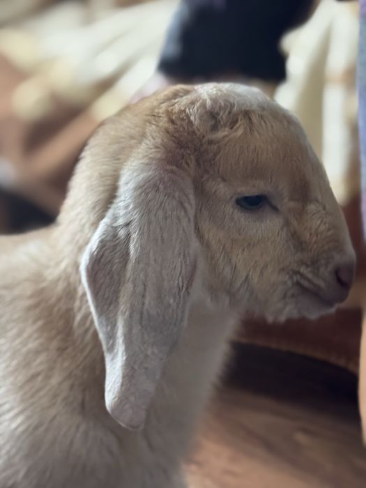 Продам. Нубійский козел.