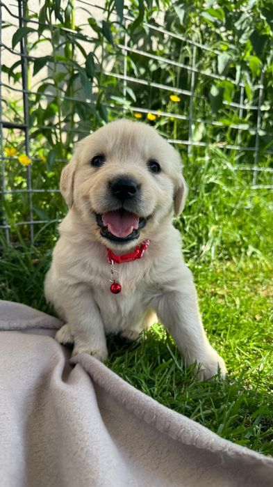 Szczeniaczki Golden Retriever kremowe