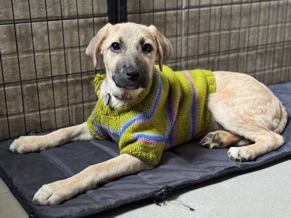 Цуценятко метис