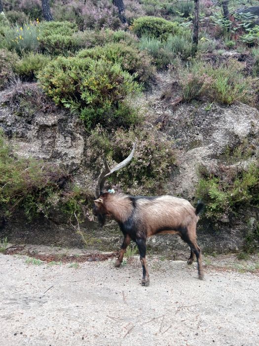 Vendo chivo bravio