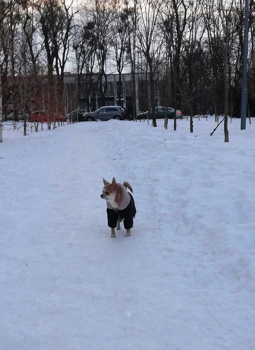 Вязка молодого Чихуахуа розв'язаний