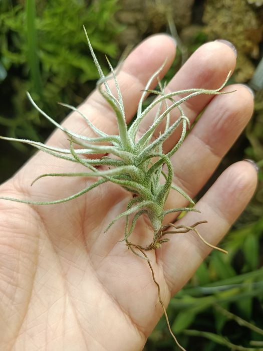 Атмосферна тілландсія