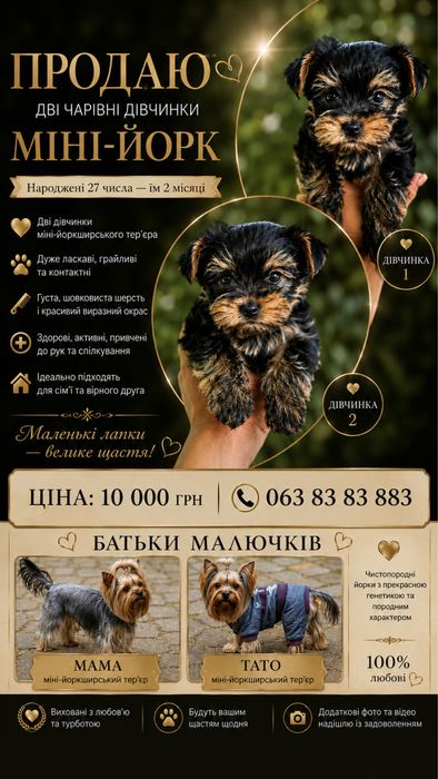 Продам міні йорк