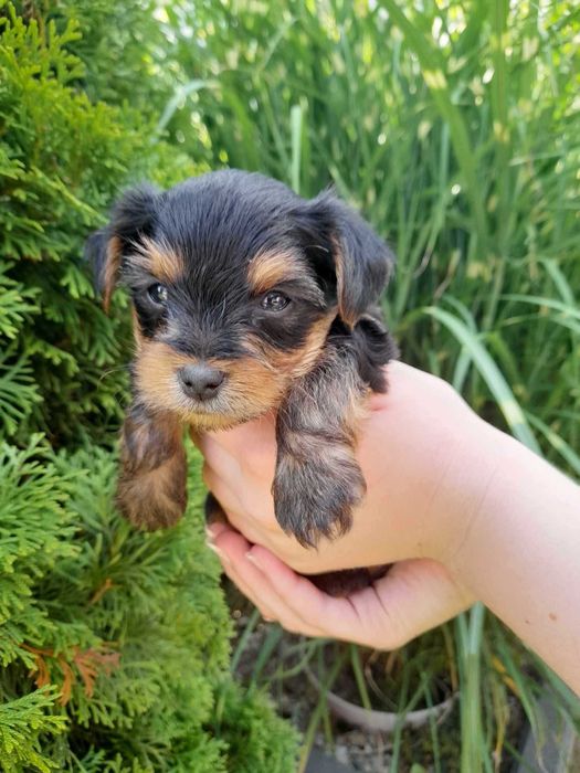 Yorkshire terrier śliczny szczeniak