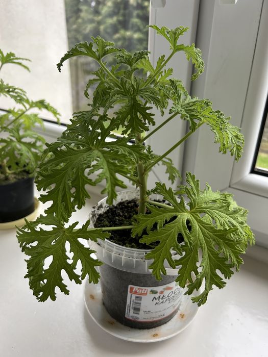 Kwiat geranium, anginka, pelargonia pachnąca