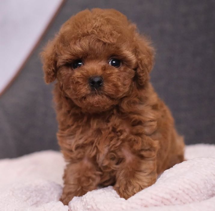 Гарненький красавчік той пуделЬ