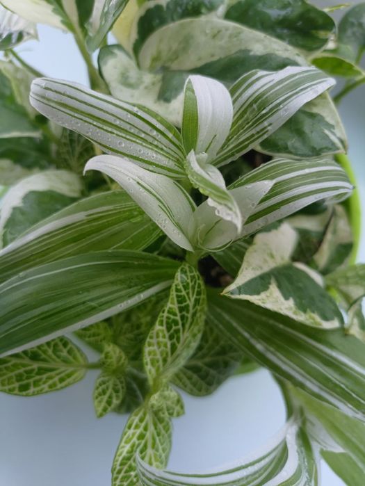 Набір квітів всі варієгатні. Піктус, Традесканція, Енджой, Фіттонія