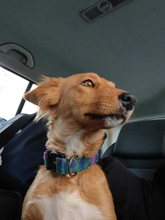 Lalka- przecudna, mała psia piękność do adopcji.