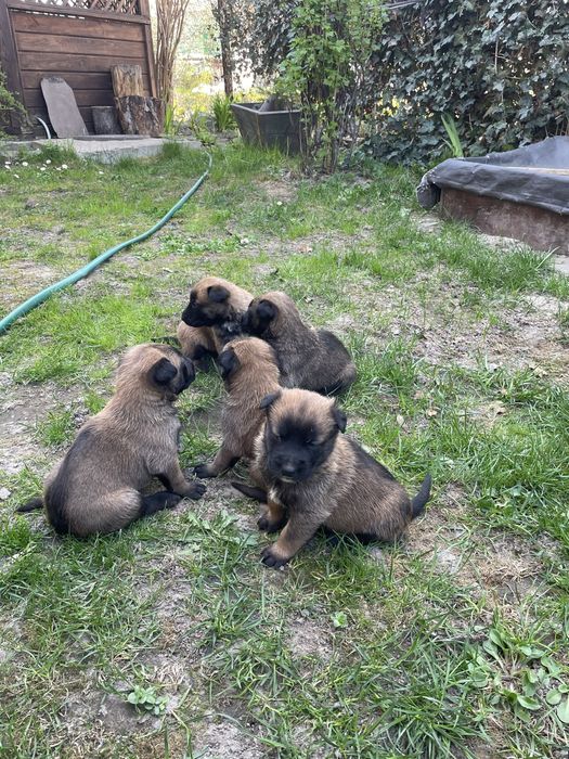 Цуценята Бельгійської-вівчарки Малінуа